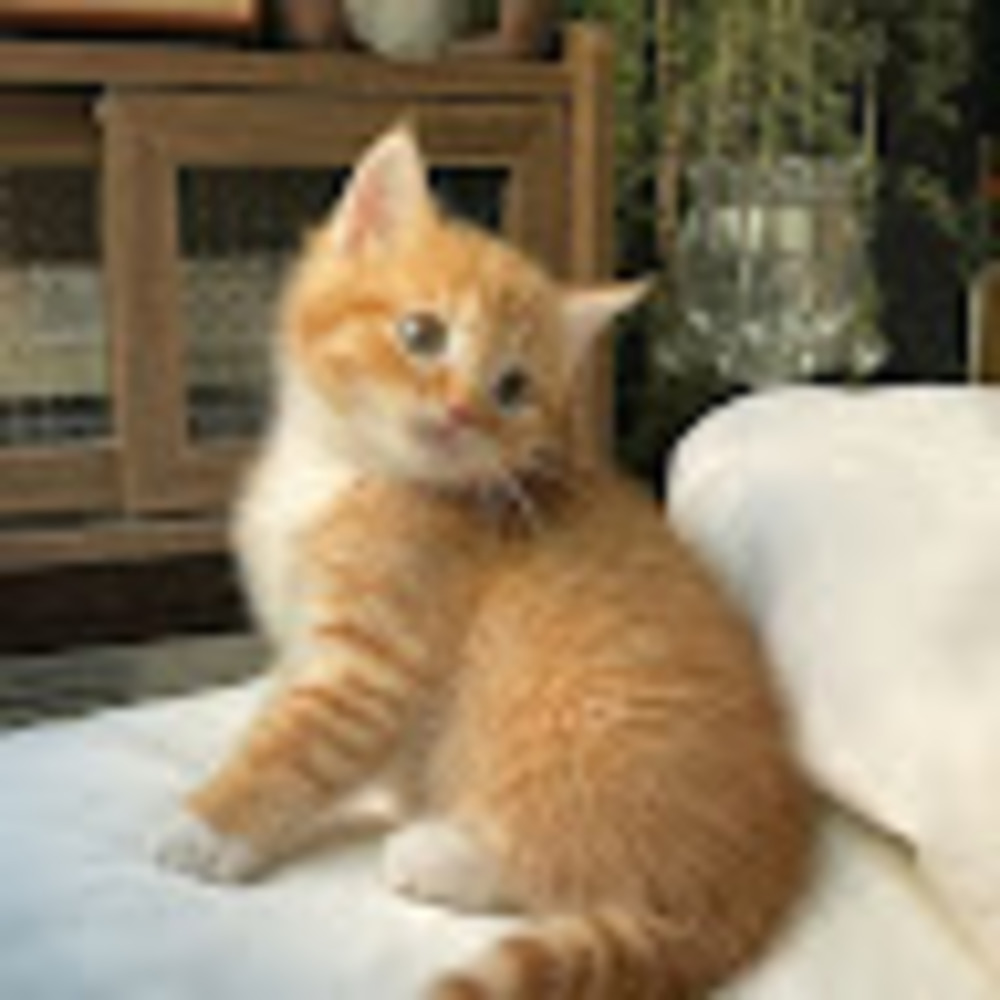 Meet your Posher, Jasmine